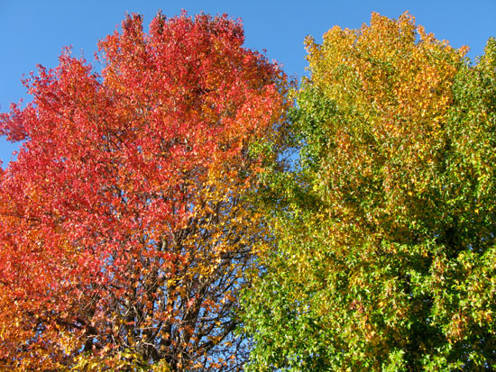 American Sweetgum 2.jpeg