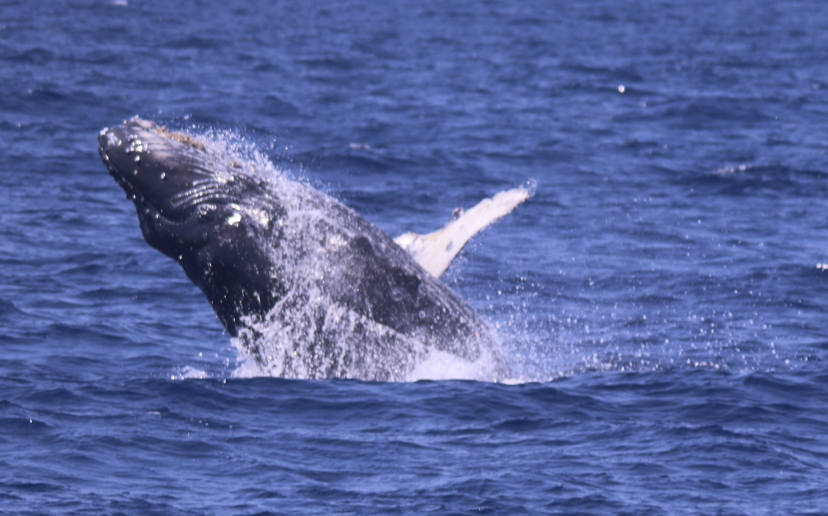 Summer Science Humpback.png