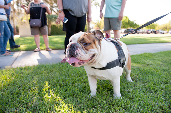 Addie, live bulldog mascot