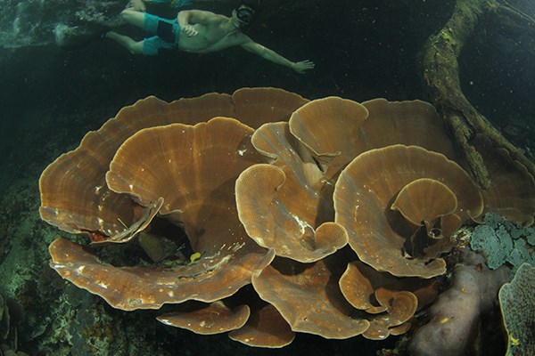 Giant Lettuce Coral