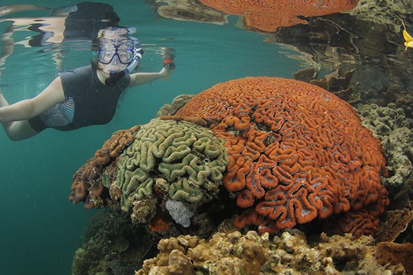 Stephanie Gillespie '15 hovers over coral ledge