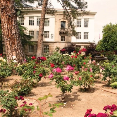 Rose Garden